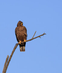 Wahlberg Eagle