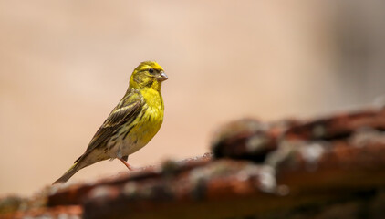 European serin