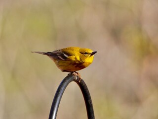 Yellow Finch