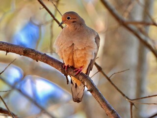 Mourning Dove
