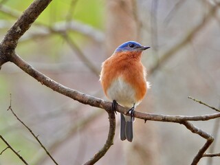 Eastern Blue Bird
