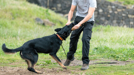 Dog training with his owner. German shepherd puppy