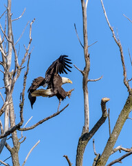 American Bald Eagle in flight, wings spread, coming in for a landing