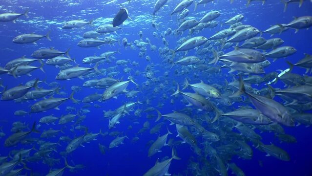 Slow motion shot of school yellowtail snapper fish (Ocyurus chrysurus), underwater under water marine life in Cocos Keeling Islands Costa Rica Scuba diving and snorkeling in undersea Pacific Ocean.