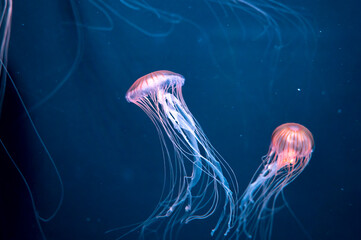 Chrysaora achlyos colorata or purple-striped jellyfish lives in water of coast of California
