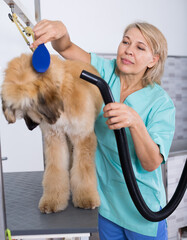 hairdresser professional dries hair by fen dog fur Afghan hound dog in hairdresser for animal