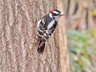 Downy Woodpecker 