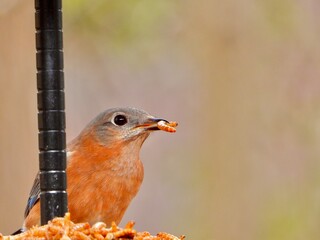 Blue Bird Eating
