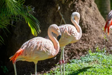Fotobehang Colony of pink flamingo exotic birds © barmalini