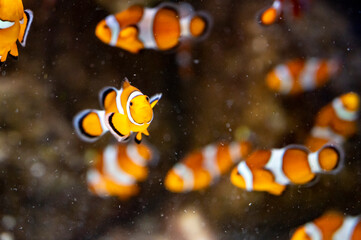 Sea aquarium with salt water and differenet colorful coral reef fish, Amphiprioninae Clownfish