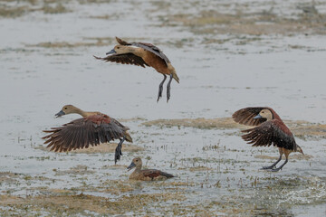 F ulvous whistling duck or fulvous tree duck (Dendrocygna bicolor) standing in the grass