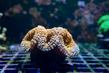 Cultivation of different corals on underwater coral farm
