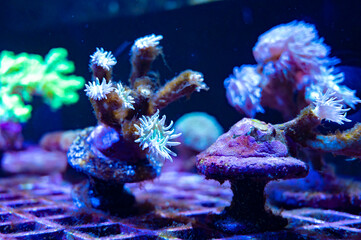 Cultivation of different corals on underwater coral farm