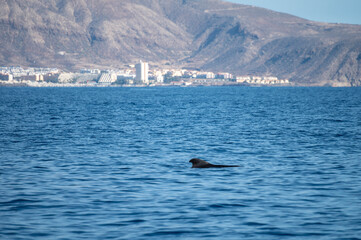 Fototapeta premium Whales watching from boat, spotted family of whales near coast of Tenerife, Canary islands, Spain