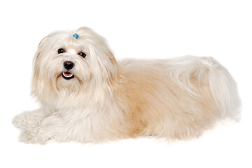 Happe Coton De Tulear dog resting on a clean white background