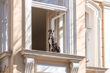 black and white dog watching street from  a window