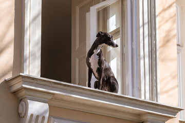 black and white dog watching street from  a window