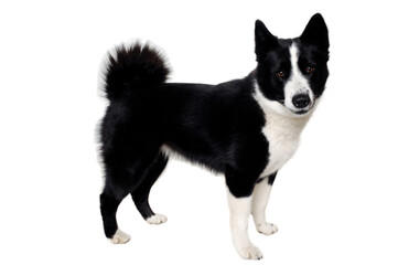Happy karelian bear dog sitting on a clean white background