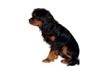 Sad Cavalier King Charles Spaniel dog