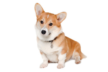 Welsh Corgi Pembroke dog sitting