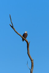 American Bald Eagle Perched on a dead tree