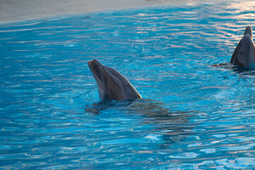 Trained dolphins perform in blue pool in front of tourists at water show