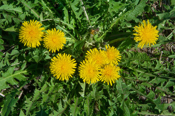 Large yellow flowers of medical dandelion