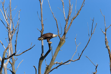 American Bald Eagle perched on a dead tree, mouth open