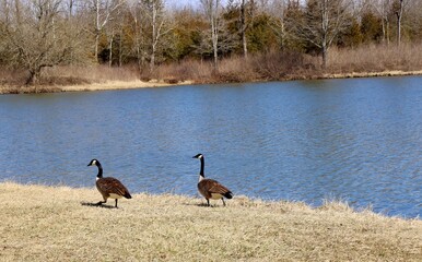The two geese walking on the shore at the lake.