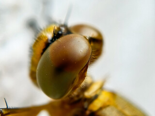 Macro shot of dragonflys eyes