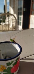 dragonfly on the wall