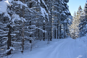 A snowmobile trail, Sainte-Apolline, Québec, Canada