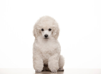 image of dog white background