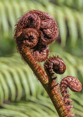 Close up of a koru, the unfurling leaf of the New Zealand silver fern and symbol of new life,...