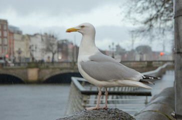 Dublin: Möwe an der O'Connell Bridge