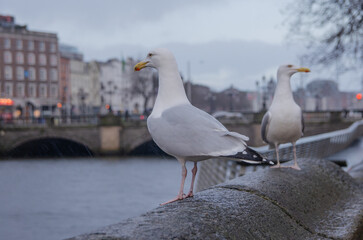 Dublin: Möwe an der O'Connell Bridge