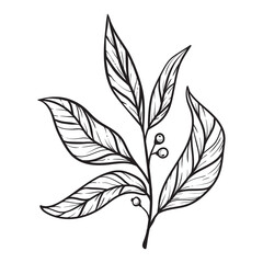 pepper leaves hand drawn on a white background. floral element for decor, posters and covers. plant drawn with lines.