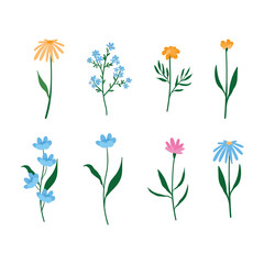 collection of floral elements. set of vector plants. floral decor isolated on blom background. wildflowers.