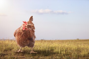 A brown hen out in the field looking at the camera