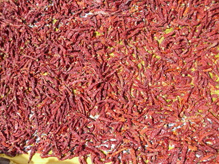 A lot of colorful red and spicy chilis on the ground to dry softly and naturaly in the sun 