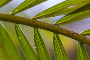Green leaves in itatiba Brazil