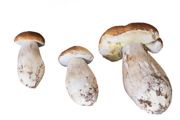 Porcini mushrooms isolated on white background. Three Boletus edulis