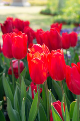 Obraz premium red tulips blooming in the garden under the spring sun. Selective focus on the flower Petals and buds. Warm, idyllic, festive atmosphere.Bright and moist.floral poster on a tulip festival.