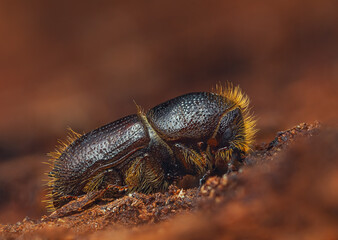 The European spruce bark beetle - Ips typographus - obrazy, fototapety, plakaty