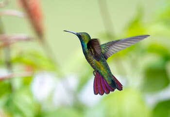 Fototapeta na wymiar Male Black-throated Mango hummingbird, Anthracothorax nigricollis, flying away from camera in a garden.