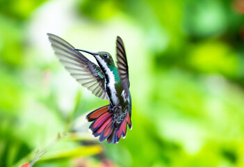 Female Black-throated Mango hummingbird, Anthracothorax nigricollis, in a unique pose hovering  with her orange tail flared and wings spread.