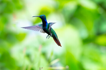 Colorful male Black-throated Mango hummingbird, Anthracothorax nigricollis, in a beautiful pose in...