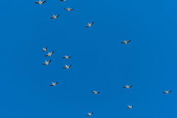 A flock of storks flying in an elongated formation overhead against the blue sky, Aransas National Wildlife Refuge, Texas, USA