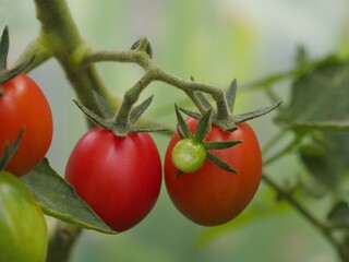 Red tomatoes  on a twig.