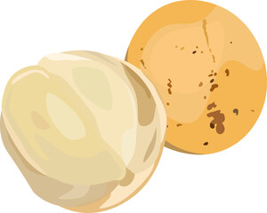 Small Lansium Parasiticum Duku Fruit Vector Illustration Art